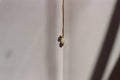 agath pendant